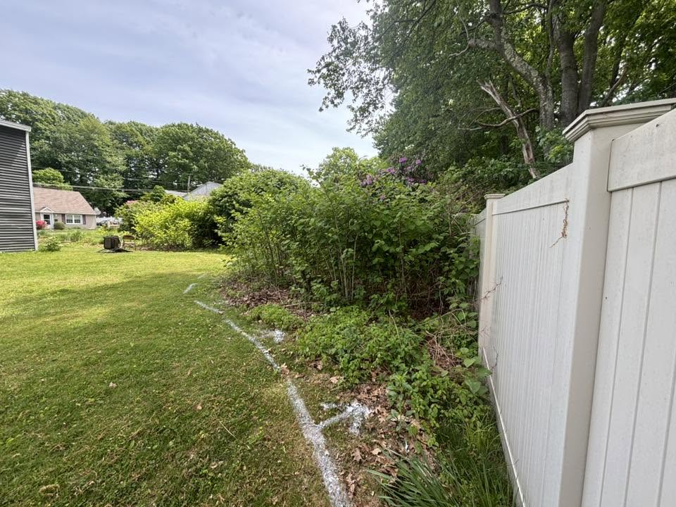 Extent of knotweed root system problem in Auburn, MA